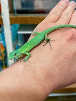 Gastropholis Prasina - 3