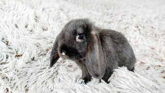 Zakrslý beránek, králík, králíček - PEGGY - 3