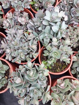 Sedum vysoke rozchodnik vysoky - 3