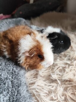 Morče / morčata samičky Texel a US Teddy - 3