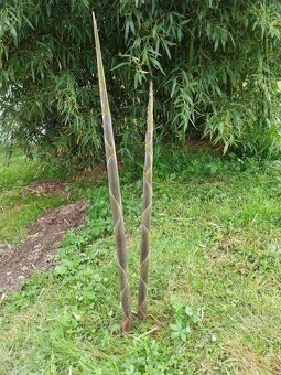 Prodam bambus Phyllostachys atrovaginata - 3