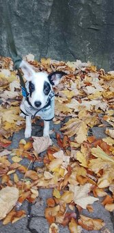 Prodám štěně - 3