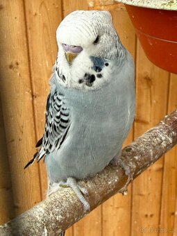 mladé andulky neobvyklé barvy - 3