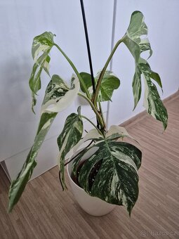 Monstera albo variegatu - 3