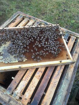 Vyzimovaná včelstva - 3