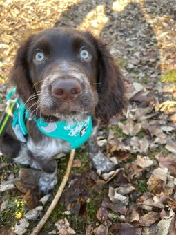 Prodám Německého Křepeláka - 3