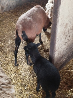 Kamerunská ovce s jehnětem - 3