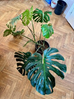 Monstera deliciosa - 3