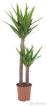 ROSTLINA YUCCA ELEPHANTIPES - 3