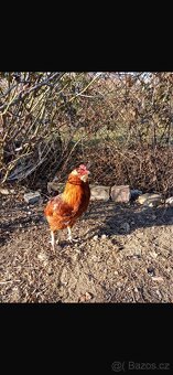 Kohouti Araucana+Dominant - 3