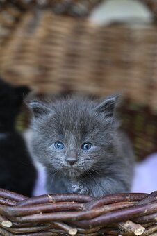 Mainská mývalí - maine coon - MCO - kočička - 3