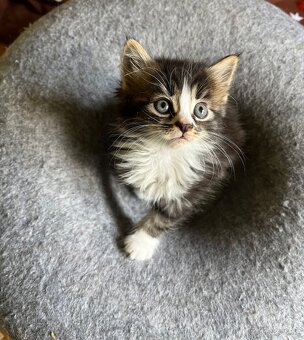 Maine coon mačiatka - 3