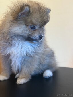 Pomeranian - 3