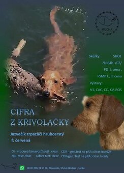 Jezevčík trpasličí drsnosrstý - 3
