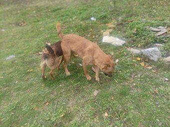 Větší štěnátka - 3