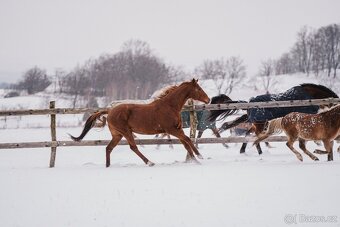 Rekreační parťačka do bezplatného pronájmu/s odkupem - 3