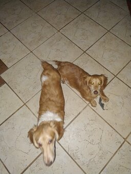 Jezevčík dlouhosrstý - 3