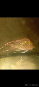 Akvárium 240 l + chovné ryby geophagus - 3