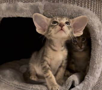 Orientální koťe Marbleficent s PP Pasithea 🌸 - 3