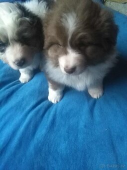 Australský ovčák bez PP - 3