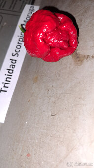 Trinidad Scorpion Moruga semínka - 3