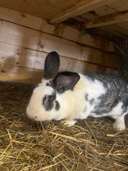 Prodám samice králíků - 3