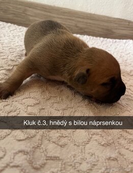 Stafordšírský teriér bez PP - 3
