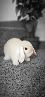Minilop - ❤️zakrslí beránci❤️ - 3