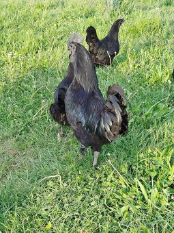 Násadová vejce Ayam Cemani - 3