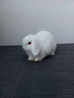 Minilop zakrslý beránek anglického typu - 3