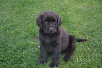 Labrador - 3