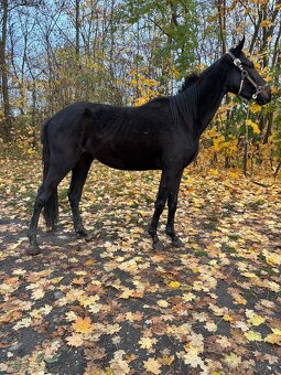 Na jaře 3 letá klisna do sportu i rekreaci - 3