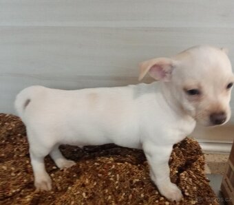 Čivava krátkosrstá - 3