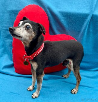 RONÍČEK - 3 kg, kastrovaný psík 13 let - 3