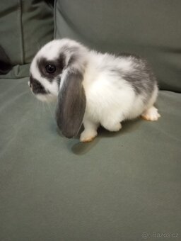 Zakrslý beránek králíček - 3