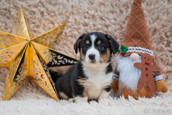 Welsh Corgi Cardigan s PP - holčička - 3
