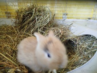 králíček Pirát - 3