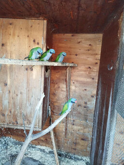 prodám korela,alexandra čínského - 3