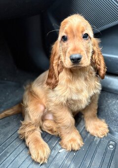 Anglicky kokršpaněl - 3