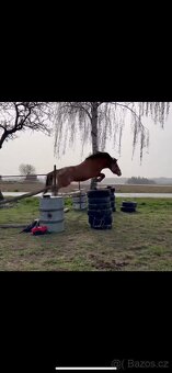 Valach na prodej - 3