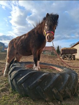 Pony klisna - 3