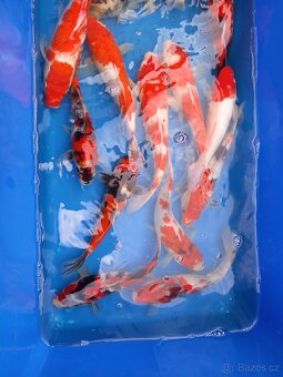 Koi kapr originál - 3