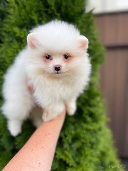 Pomeranian špic - 3