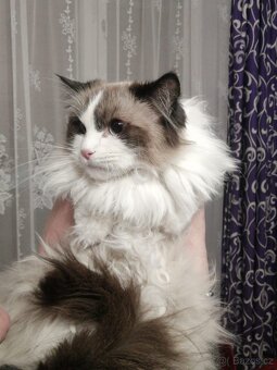 ragdoll,britská,kočky - 3