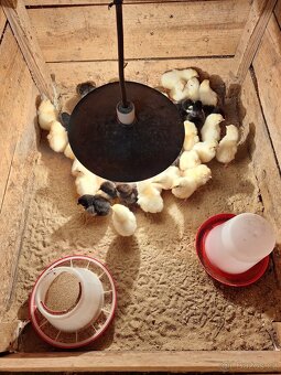 KUŘÁTKA - LEGHORN AMERICKY čistokrevna - 3