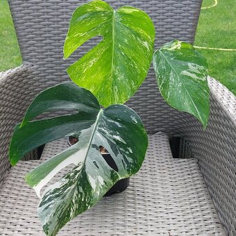 Monstera albo variegata - 3