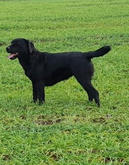 Labradorský retriever s PP černá - 3