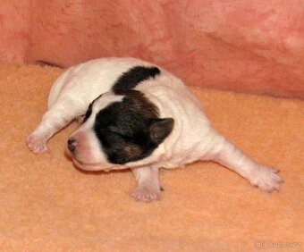 Jack Russell teriér – 4 fenky + 2 pejsci s PP k rezervaci - 3