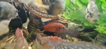 Hemichromis exsul - 3