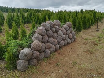 Tuja Smaragd, vavrínovec, červienka - Hodonin - 3